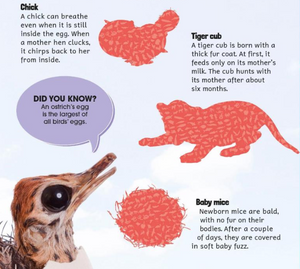 Baby Animal Sticker Encyclopedia