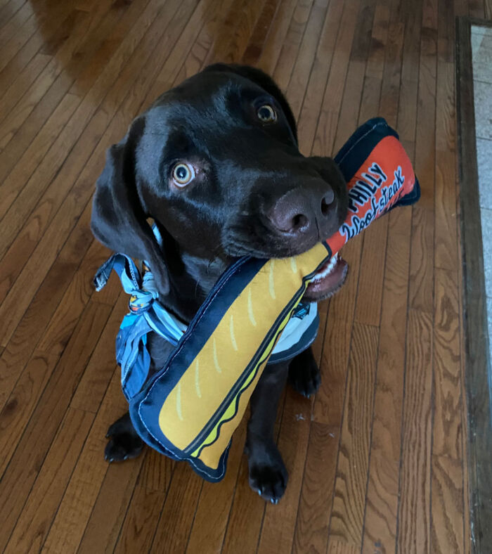 Puppy Bandana Philly 