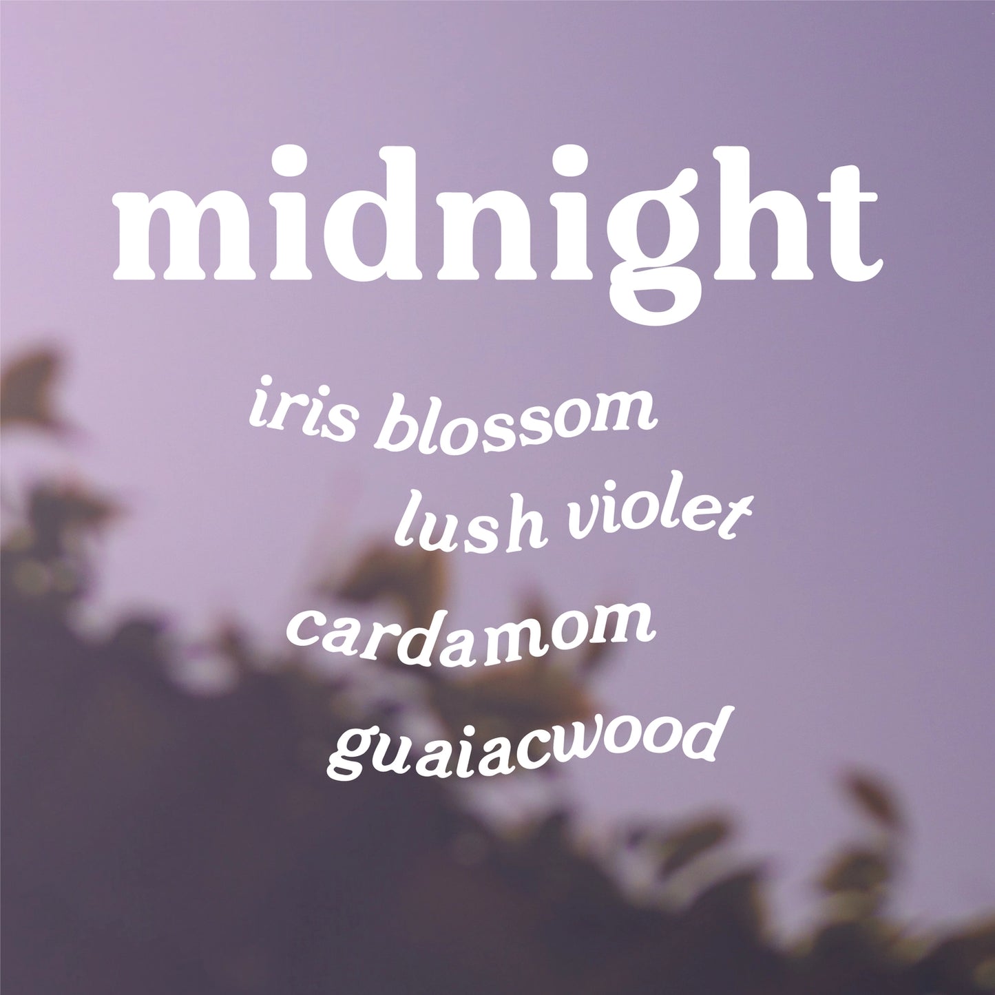 Midnight - Black Iris