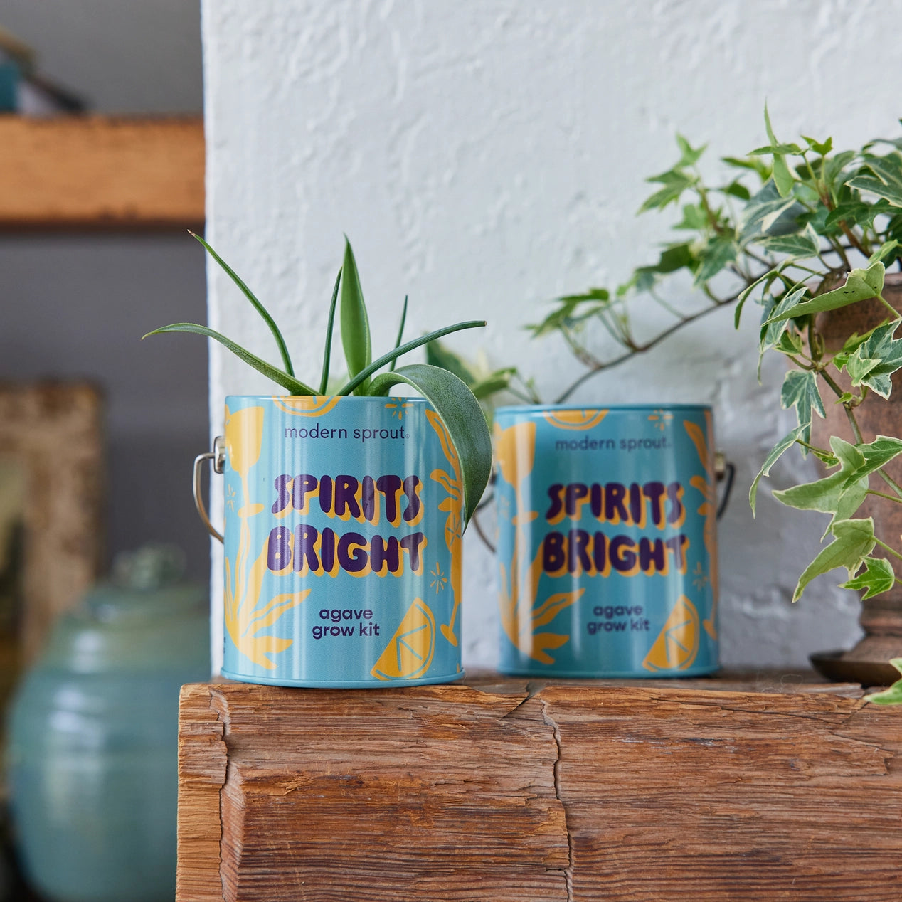 Holiday Agave Grow Kit