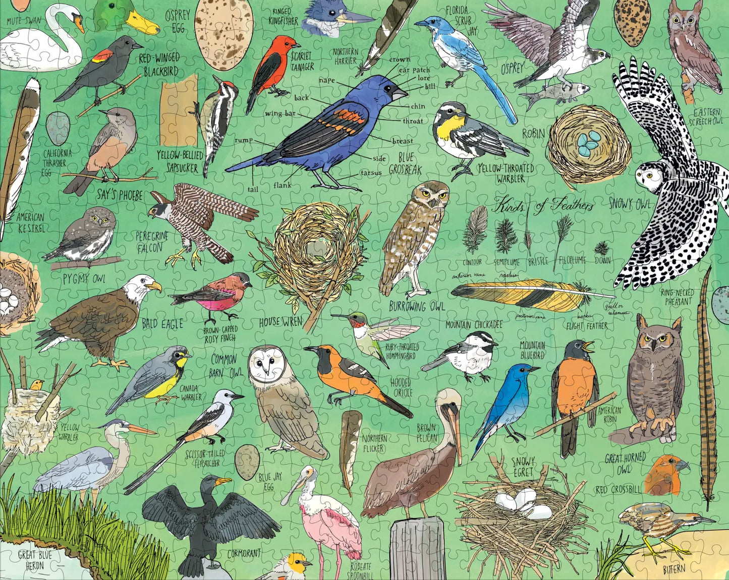 Nature Anatomy: Birds 500-Piece Puzzle