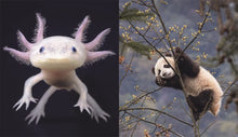 Load image into Gallery viewer, This Book Is Literally Just Pictures of Tiny Animals That Will Make You Smile
