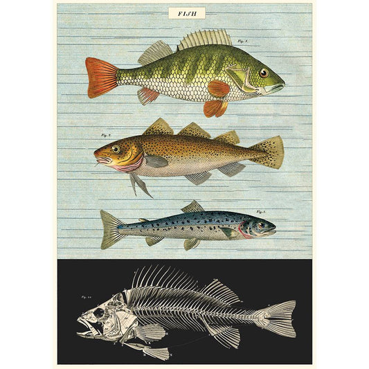 Fish Chart Decorative Paper