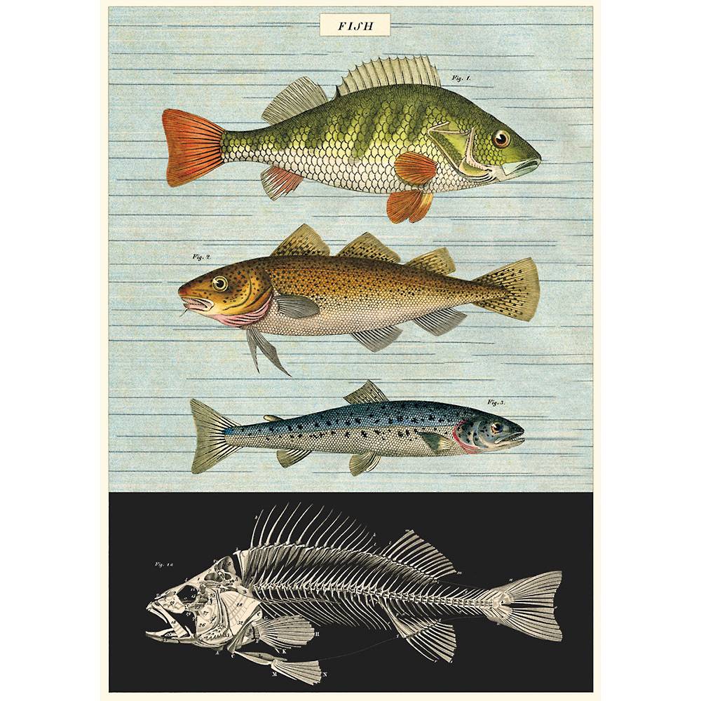 Fish Chart Decorative Paper