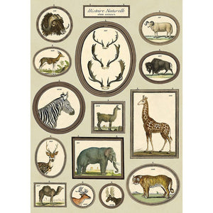 Natural History Animals Decorative Paper