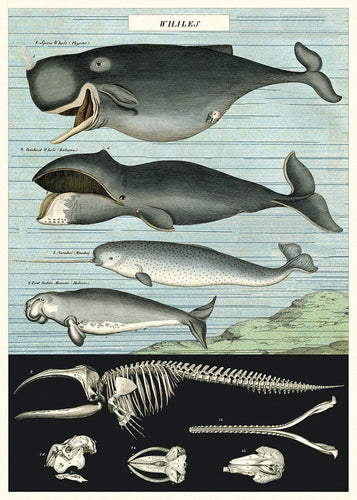 Whale Chart Decorative Paper